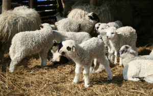Decizie de ultim moment a Autortiții Sanitar-Veterinare: spațiu temporar de sacrificare și la nivelul  exploatațiilor