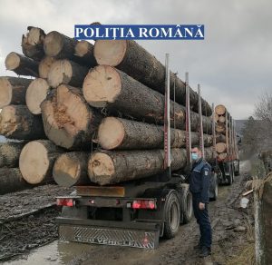Lemnul tăiat ilegal, depistat mai uşor în trafic decât în pădure. Ce au descoperit polițiștii la un control în nordul județului