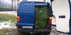 Captură de sezon! Jumătate de tonă cetină de brad confiscată de polițiști la sfârșitul săptămânii trecute