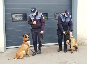 S-a mărit echipa IPJ Buzău! Sia și Dan, noii câini polițiști ce vor fi pregătiți pentru patrulare și intervenție pentru ordine publică