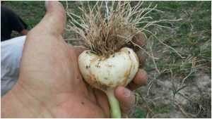 S-a triplat suprafața cultivată de buzoieni cu usturoi