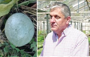 Cultivarea pepenelui de iarnă, o afacere nouă pentru buzoieni