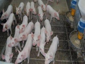 Când se depun cererile de finanțare pentru bunăstarea animalelor