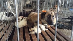 O asociație din Buzău dă în judecată Guvernul pentru a bloca exterminarea câinilor capturați pe străzi