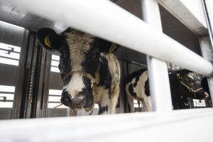 Controale în trafic pentru verificarea transportului de animale