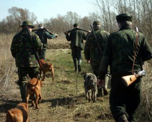 Liber la vânătoarea mistreților, vulpilor și șacalilor în zona afectată de pestă porcină africană