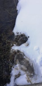 Bisoca, sub teroarea urșilor. Un localnic este de negăsit de două săptămâni