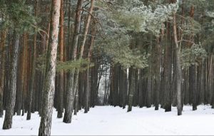 Cum a supraviețuit în pădure, o săptămână, un bărbat din Gura Teghii
