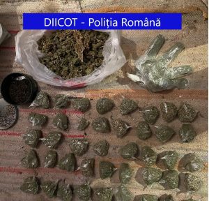 VIDEO Traficanți de cannabis și etnobotanice „săltați” astăzi în urma unor percheziții în 20 de locații. De unde coordonau afacerea