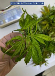 FOTO/VIDEO Cultură de cannabis descoperită la Pietroasele. Cine este și cum a fost prins traficantul