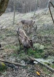 Cerbul salvat din albia râului dus de jandarmi lângă o pensiune din zona Siriu