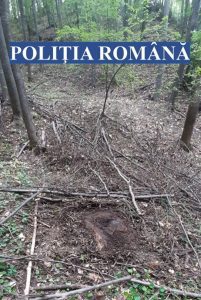 Cum a dispărut o pădure de la Buda în numai 4 luni. Un vrâncean și fiii săi au ajuns în arest