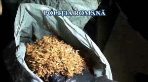 VIDEO / Captură impresionantă după perchezițiile de miercuri la traficanți de tutun