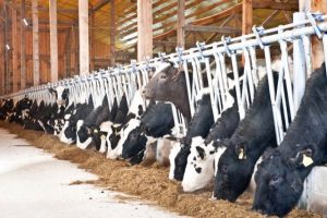 Proprietarii de bovine care au primit ajutor COVID în 2020, la control